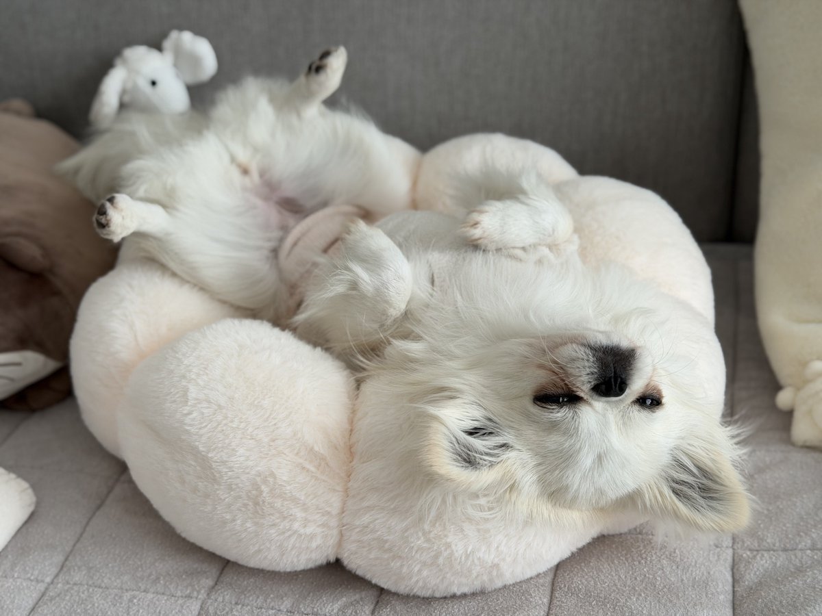 鼻ぺちゃこあちゃん tweet media