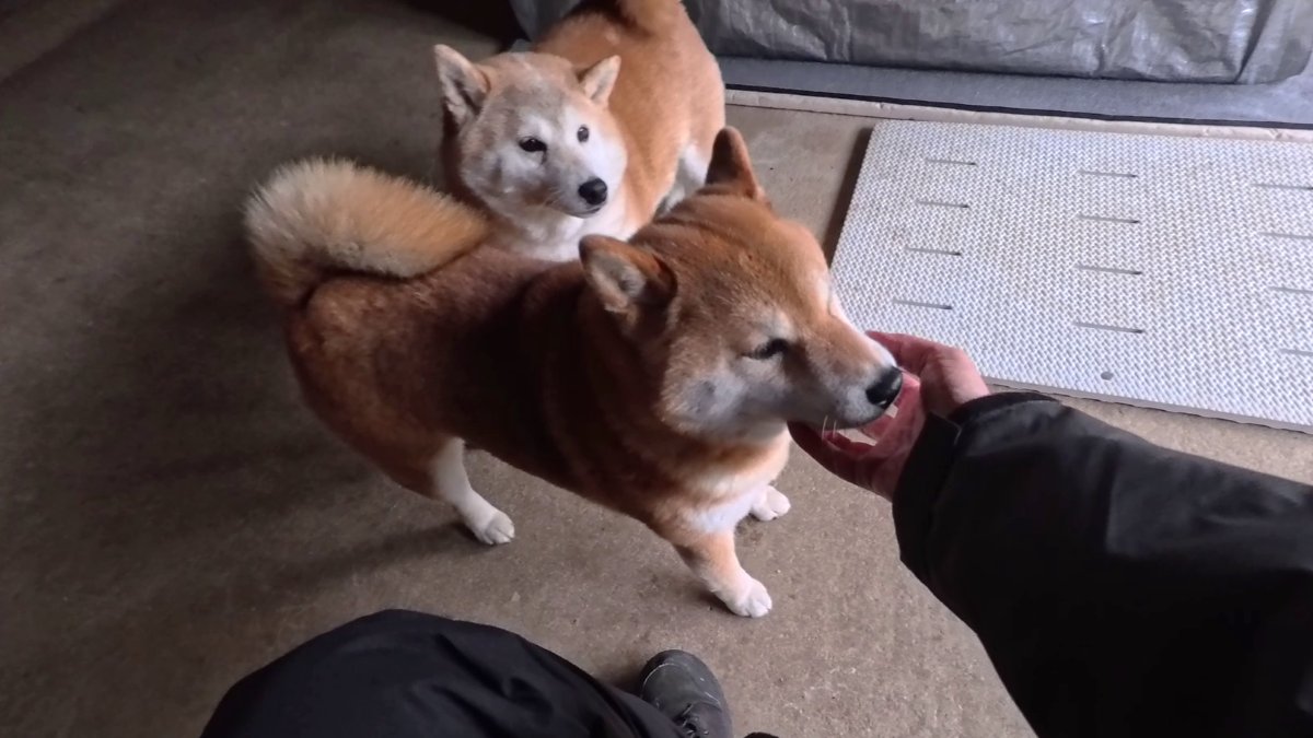 GMJpaCSCbuIDYDw's tweet image. 鼻かゆ末っ子ちゃん と 見逃さない散歩係
#dog #shiba #犬 #柴犬 #丸柴 #犬のいる生活 #柴犬がいる暮らし
くわしくはコチラから
youtu.be/hkUSbDufRZk @YouTube