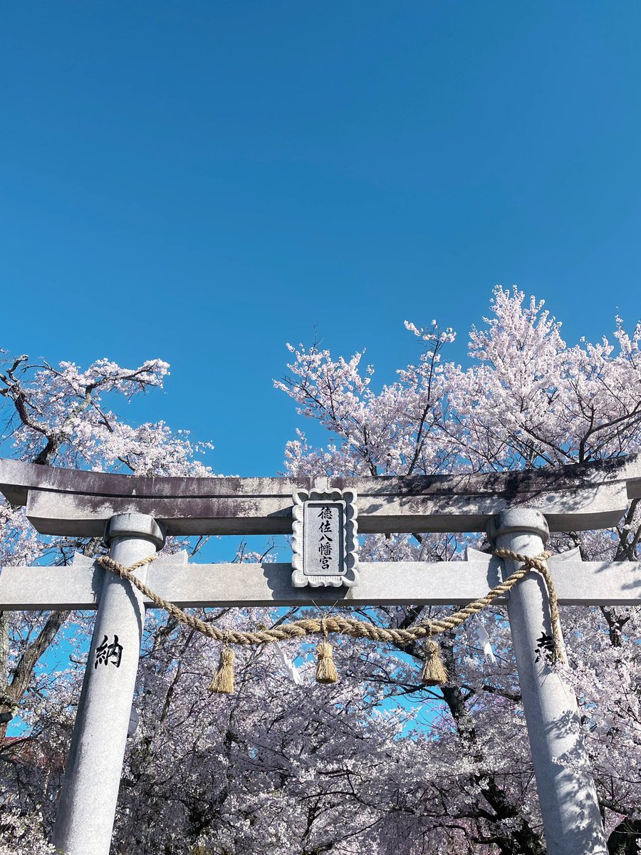 mrch_maru's tweet photo. 毎年この時期になると、家の前の桜の開花情報が家族LINEで送られてくる😂🌸

山口にいる時は、いろんなところに桜見に行ってたな〜〜春はドライブも楽しい！！

#2枚目は実家の前の桜🌸 https://t.co/CIa0lSqAAk