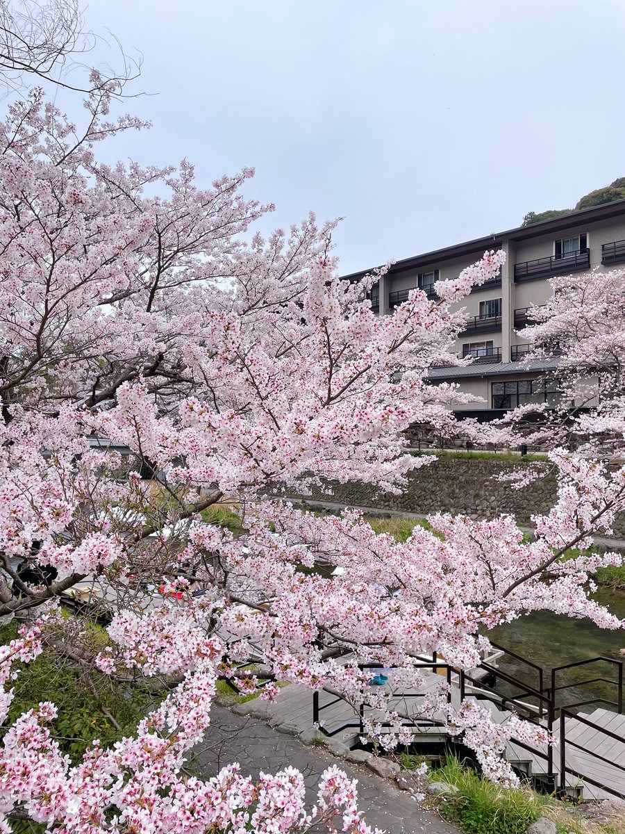 mrch_maru's tweet photo. 毎年この時期になると、家の前の桜の開花情報が家族LINEで送られてくる😂🌸

山口にいる時は、いろんなところに桜見に行ってたな〜〜春はドライブも楽しい！！

#2枚目は実家の前の桜🌸 https://t.co/CIa0lSqAAk