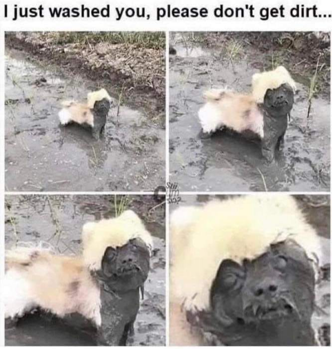 WholesomeMemes (@wholesomememe) on Twitter photo 