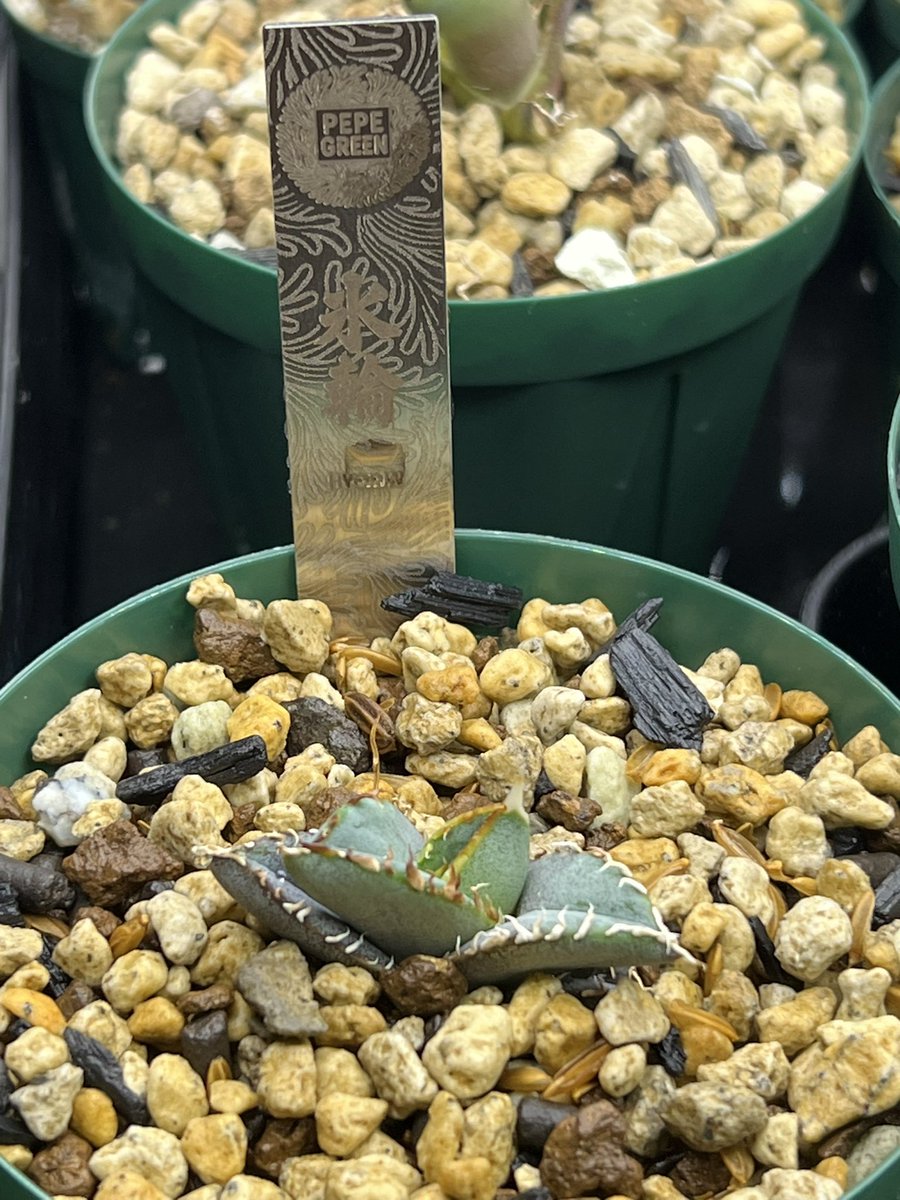 てっくん@تيكّون tweet media