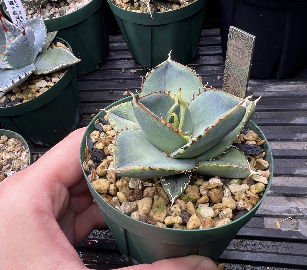 てっくん@تيكّون tweet media