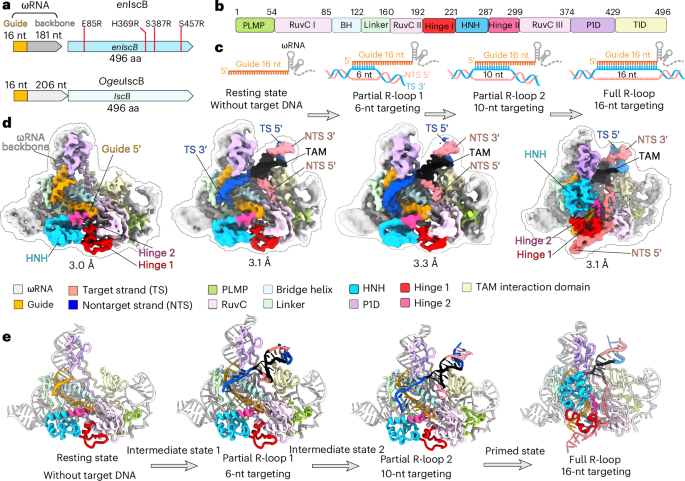 NatureStructMolBiol tweet media