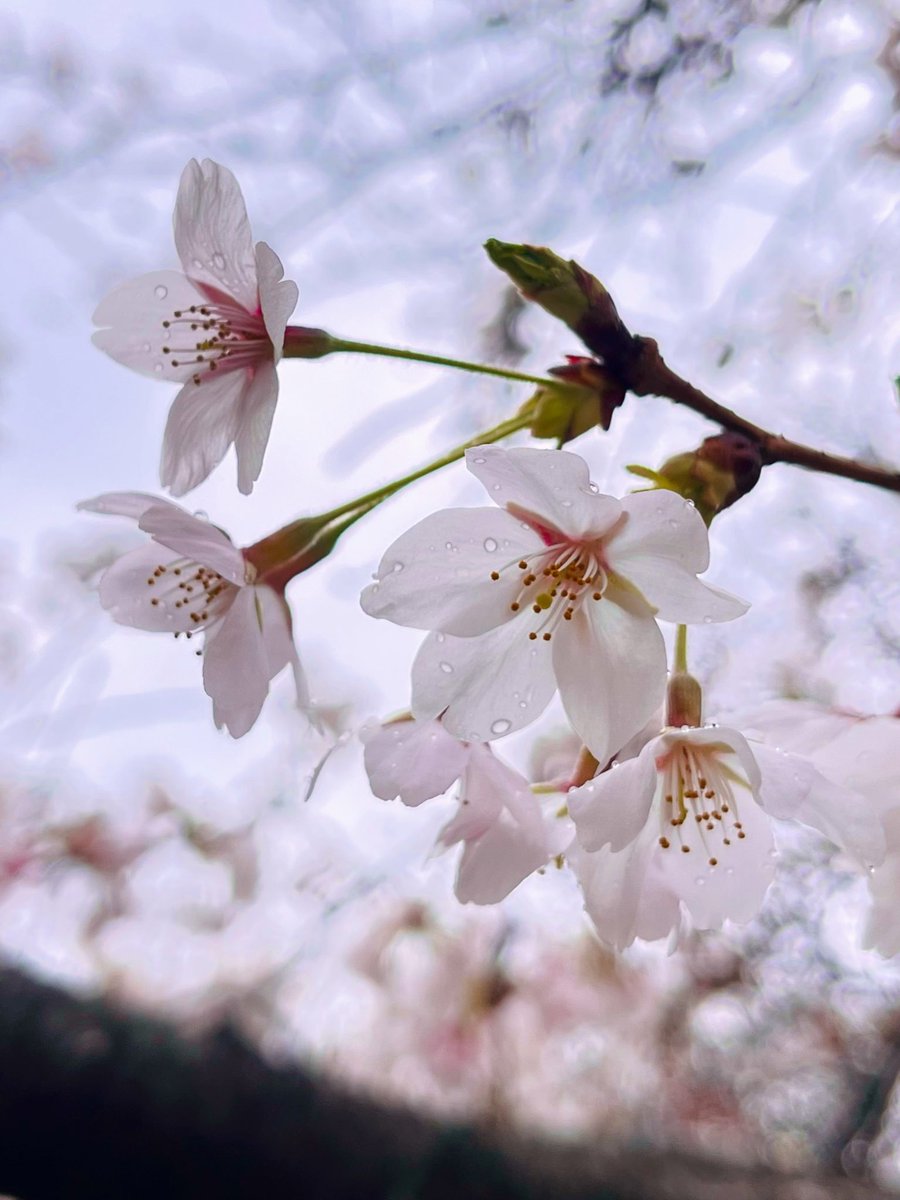 魔法使いの弟子 ﾏﾊﾘｸﾏﾊﾘﾀ− tweet media