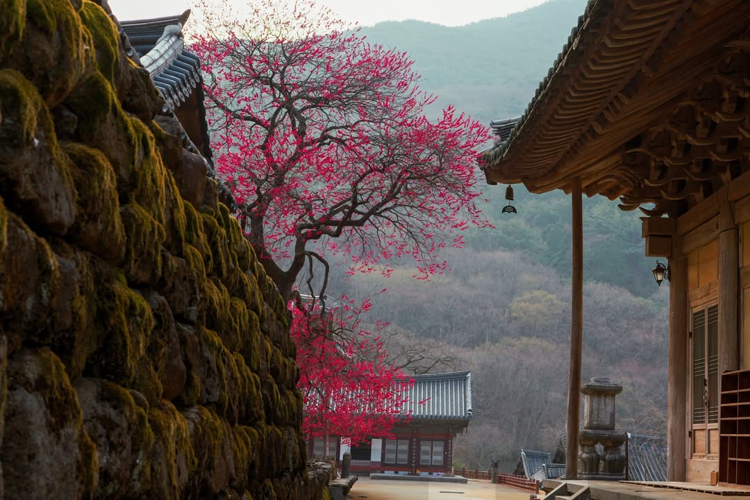 Mugi 🐢🐍玄무기 | VTuber Trainee tweet media