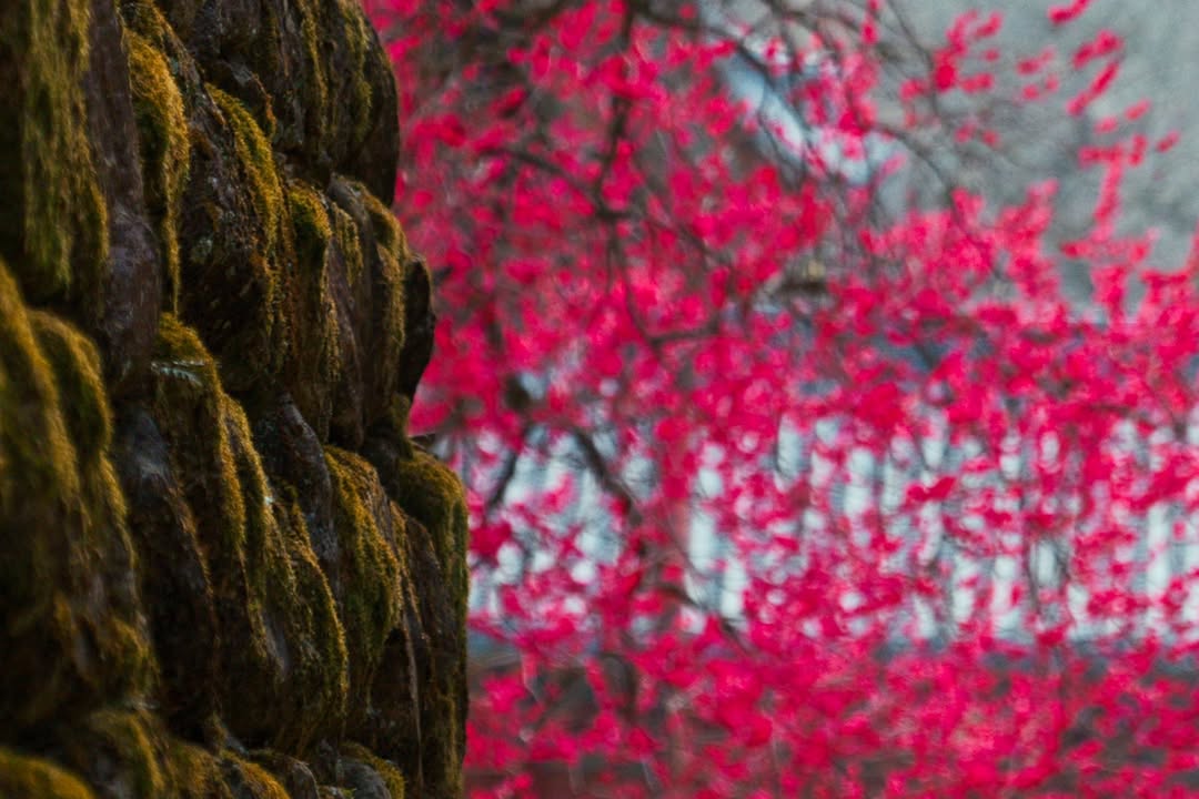 Mugi 🐢🐍玄무기 | VTuber Trainee tweet media