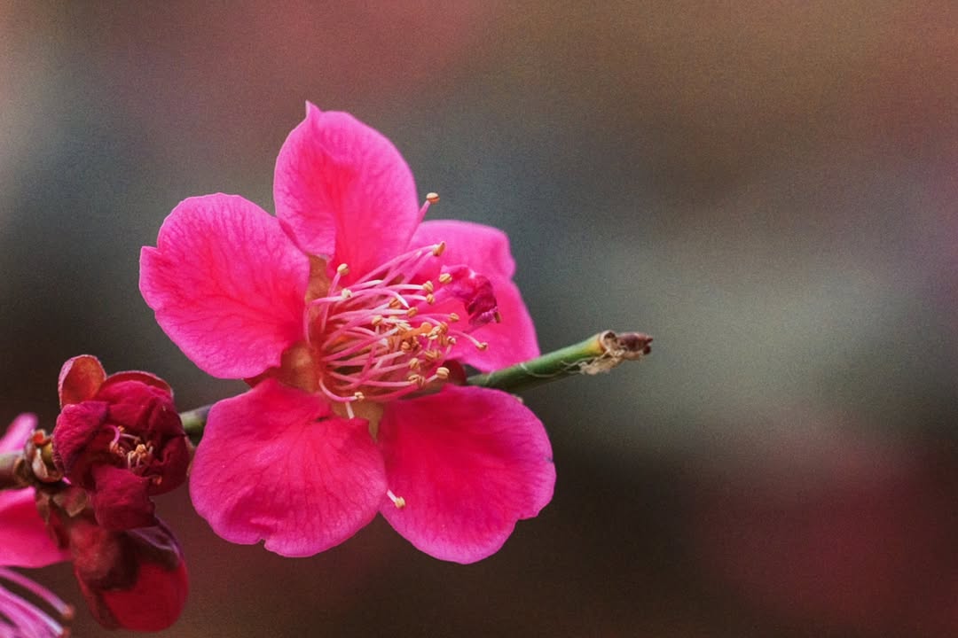 Mugi 🐢🐍玄무기 | VTuber Trainee tweet media