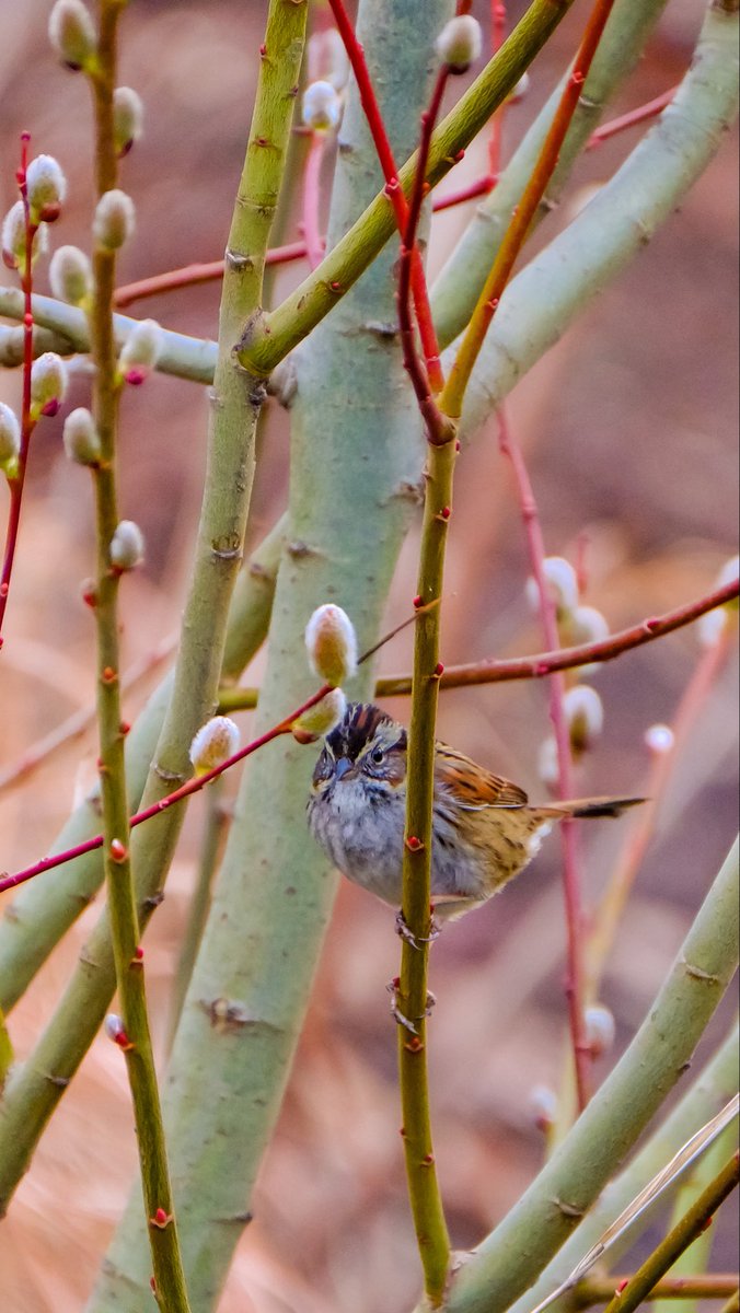 birds101 tweet media