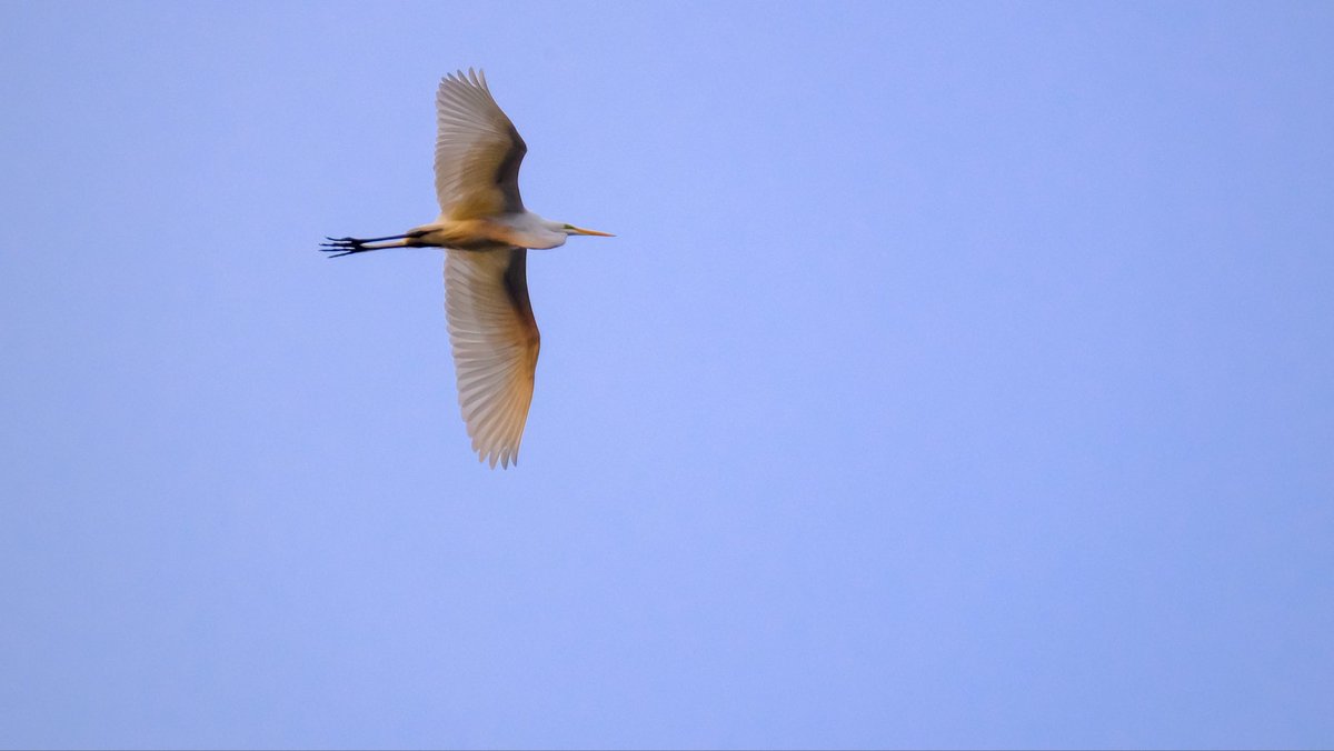 birds101 tweet media