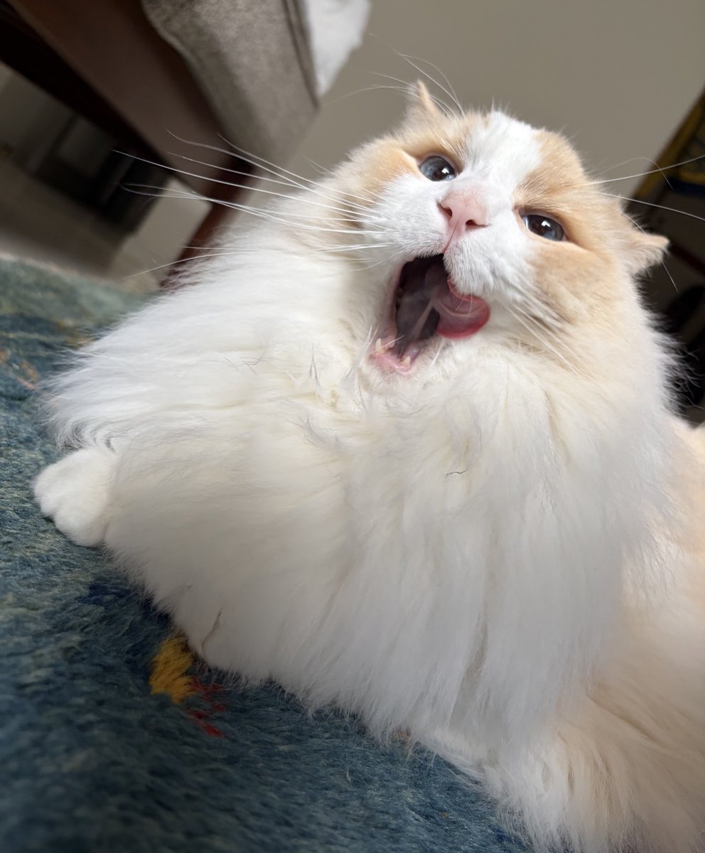 るいにゃ tweet media