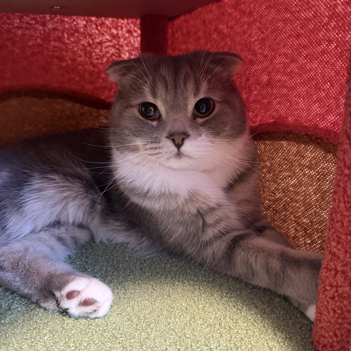 ねこぞー tweet media