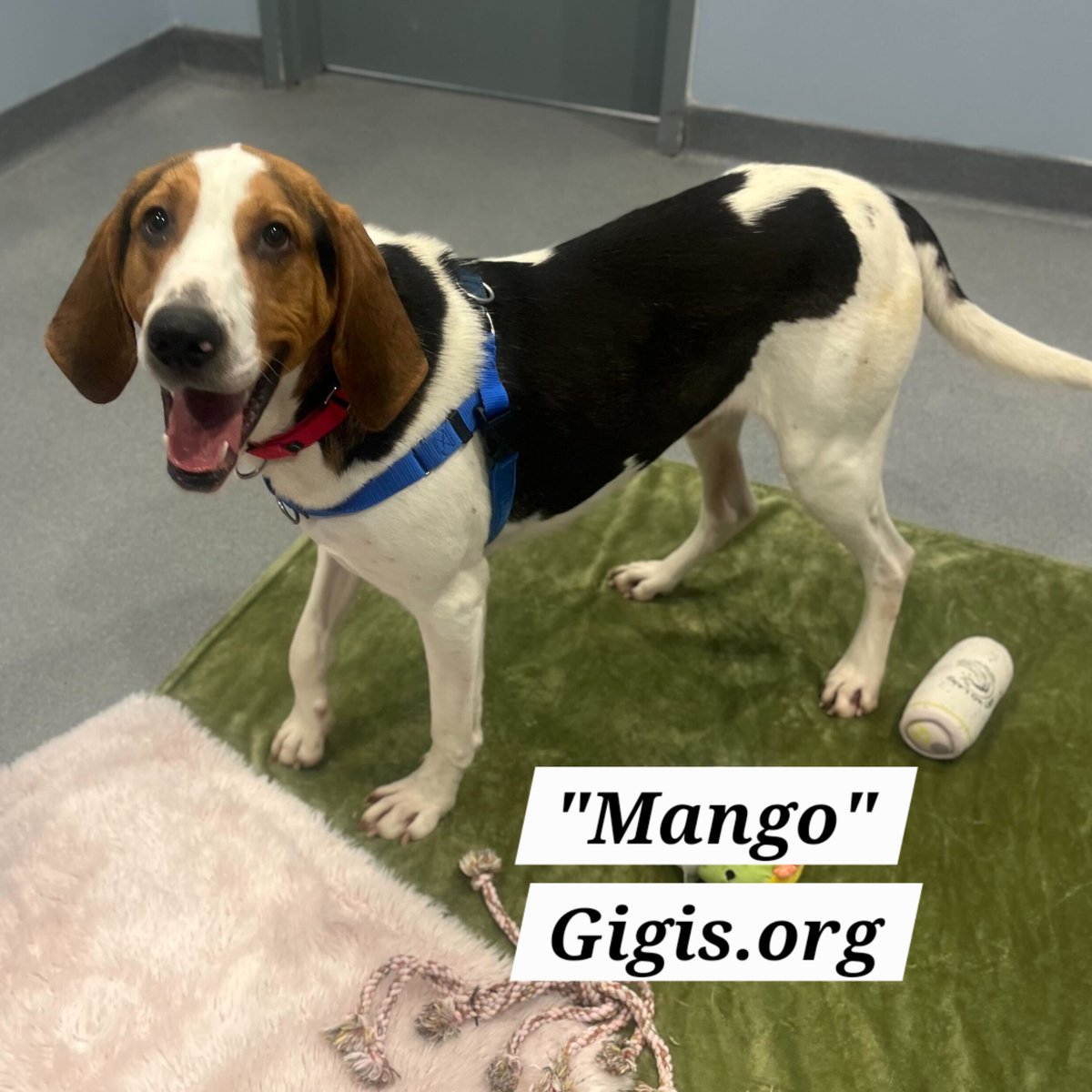 AnthonyRothman's tweet photo. Sevo on #CBJ confidence, scoreboard watchin', plus Hockey &amp; Hounds adoptable "Mango"
👇
https://t.co/gc2Kh8yBqL 🏒🐶🙏 https://t.co/BcnpYdjBhS