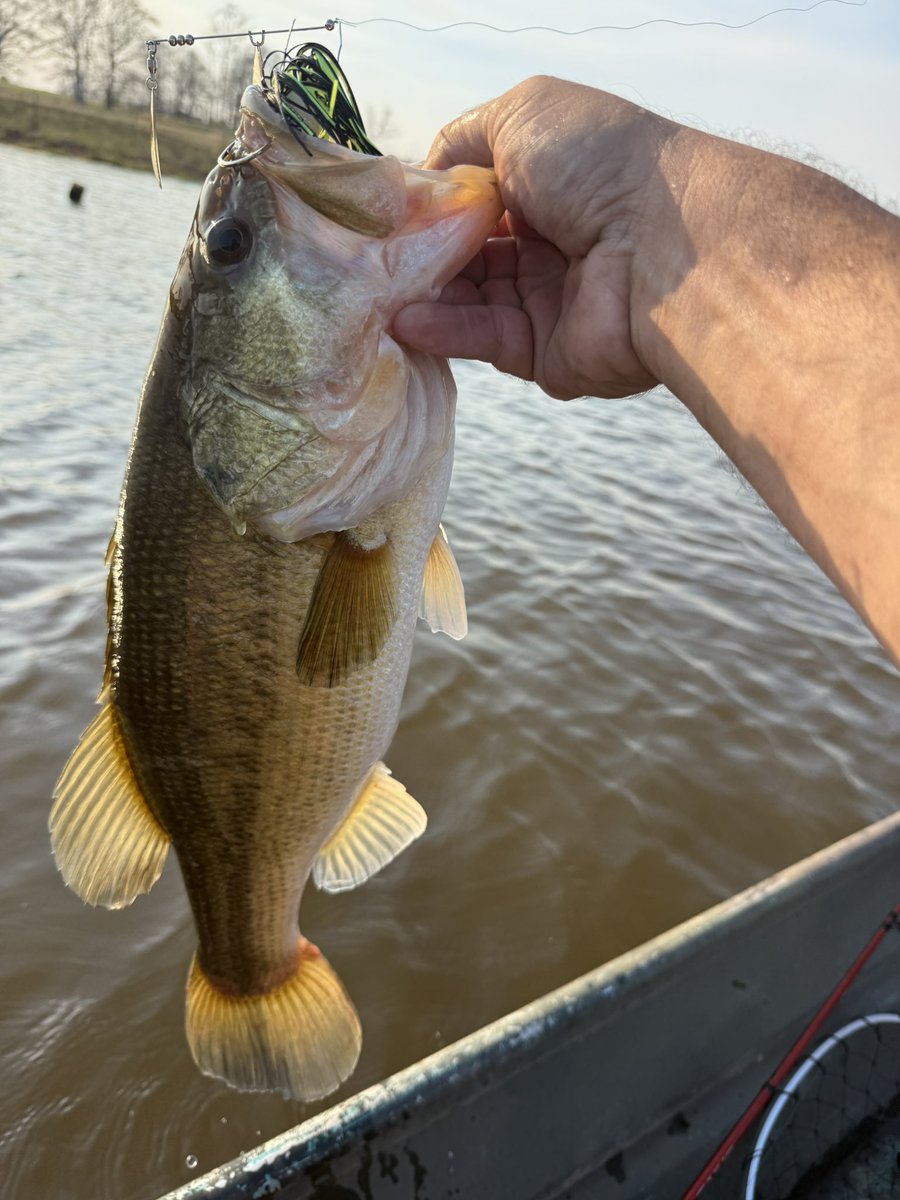 Calico Custom Lures tweet media