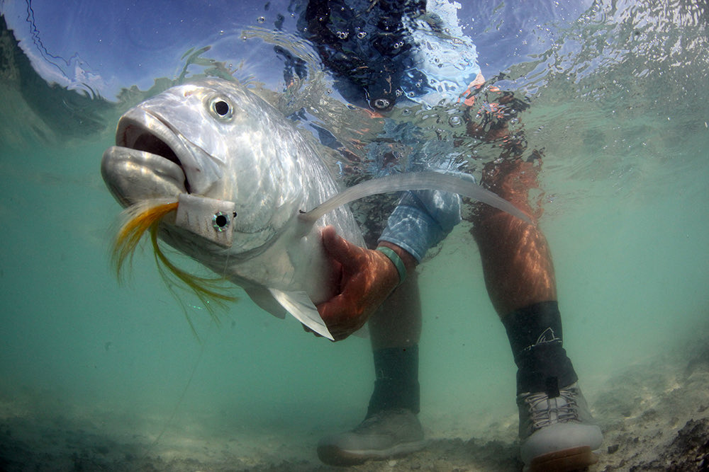 KeepFishWet's tweet photo. Can you imagine the strike of a GT on a popper?!

📷 Dave McCoy 
#keepfishwet #keepemwet #fishing #flyfishing #conservation https://t.co/lxzcYToee5