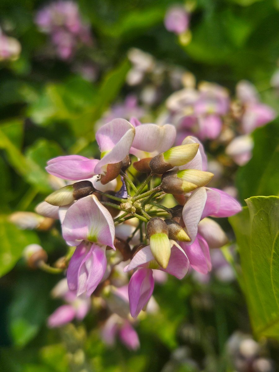 owner_X112's tweet image. Good morning friends.  Have a terrific Thursday 
#GoodMorningX #GoodMorningTwitterWorld #FlowersOnX #Theme_Pic_India_Flowers