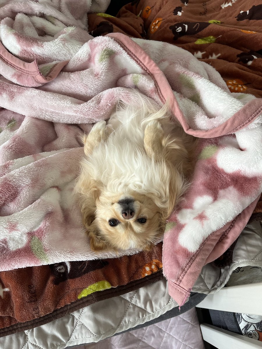 明桜（あお）｜焙煎とデザインで想いをカタチに tweet media