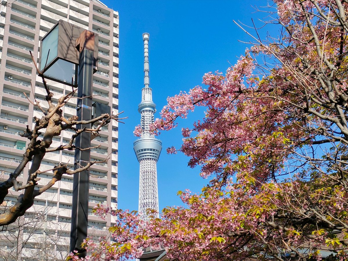 旅先での写真 tweet media