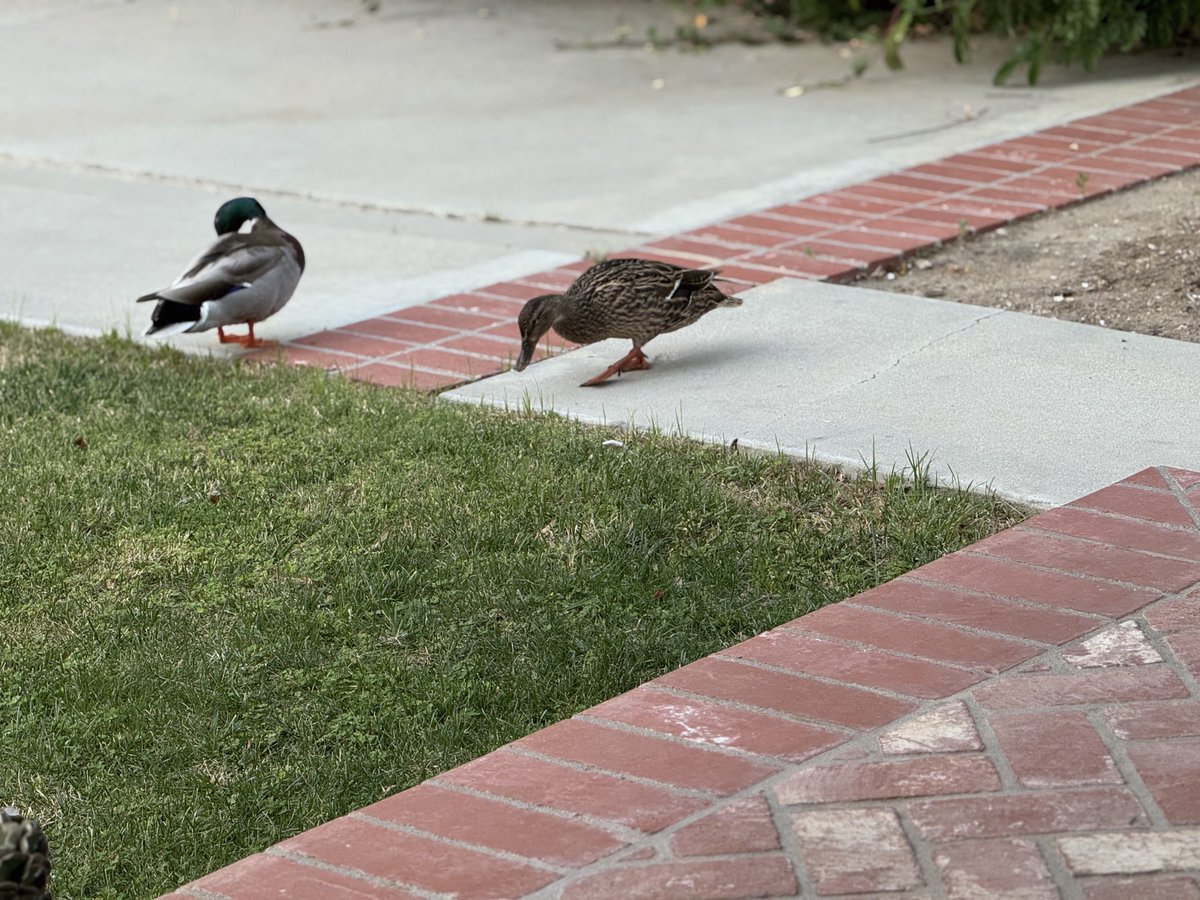 ChiChi Greenblatt tweet media