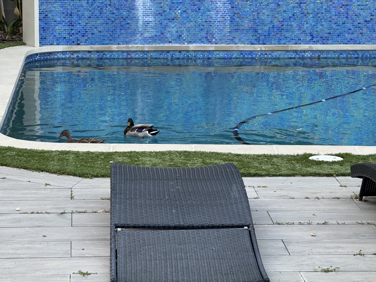 ChiChi Greenblatt tweet media