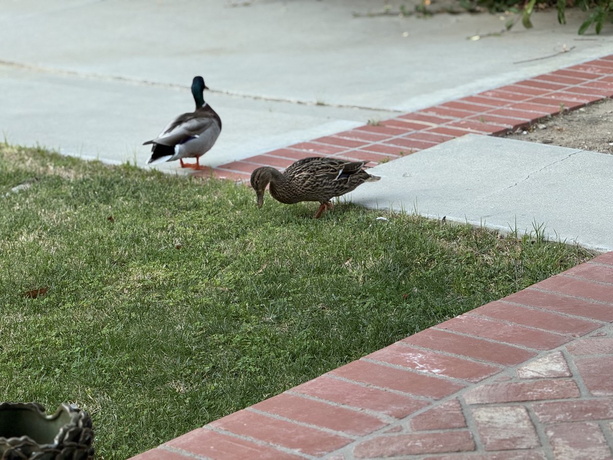 ChiChi Greenblatt tweet media