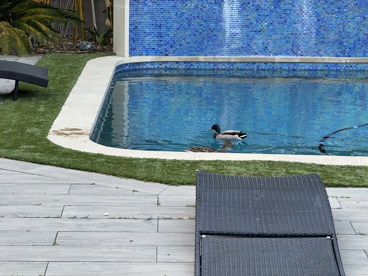 ChiChi Greenblatt tweet media