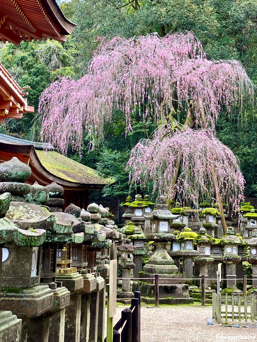 春日大社 kasugataisha shrine tweet media