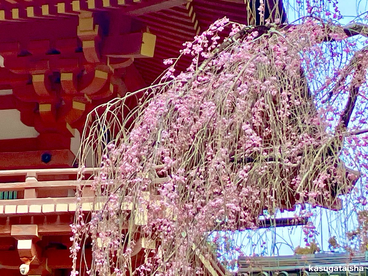 春日大社 kasugataisha shrine tweet media