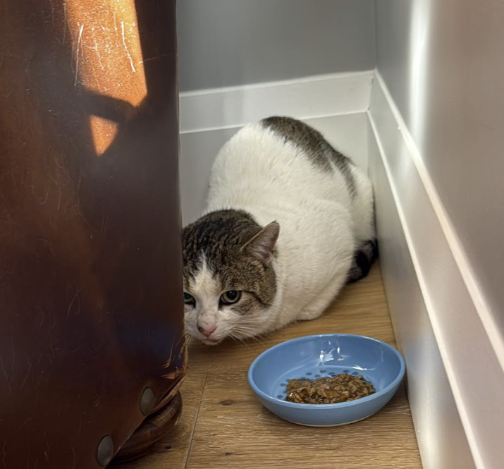 Guelph Lost Pets tweet media