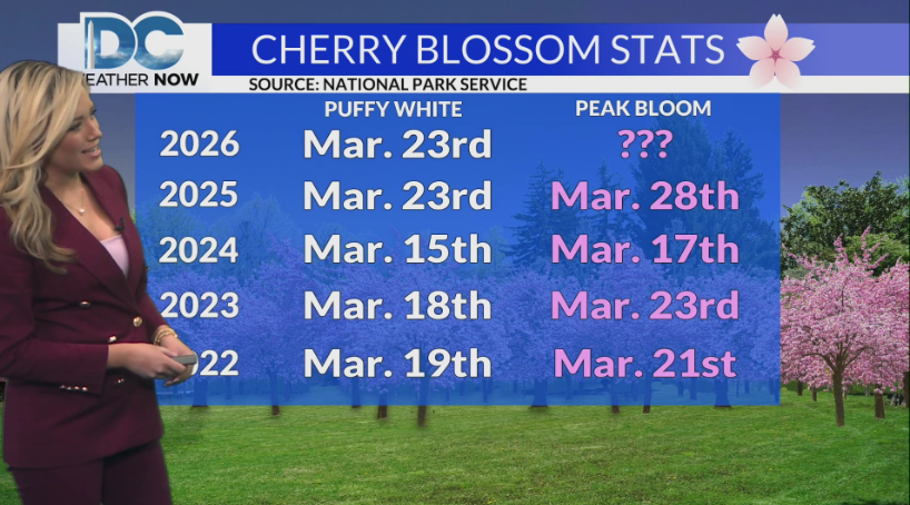 WeatherJackie's tweet photo. Who else is ready for peak bloom?🌸
#CherryBlossomDC #BloomWatch https://t.co/hSDmE6kPTk
