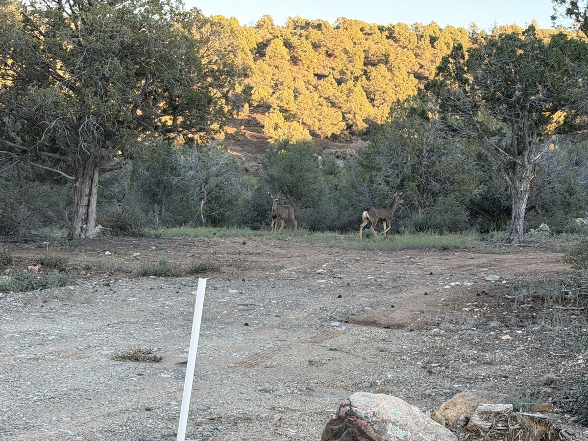 🇺🇸 tweet media