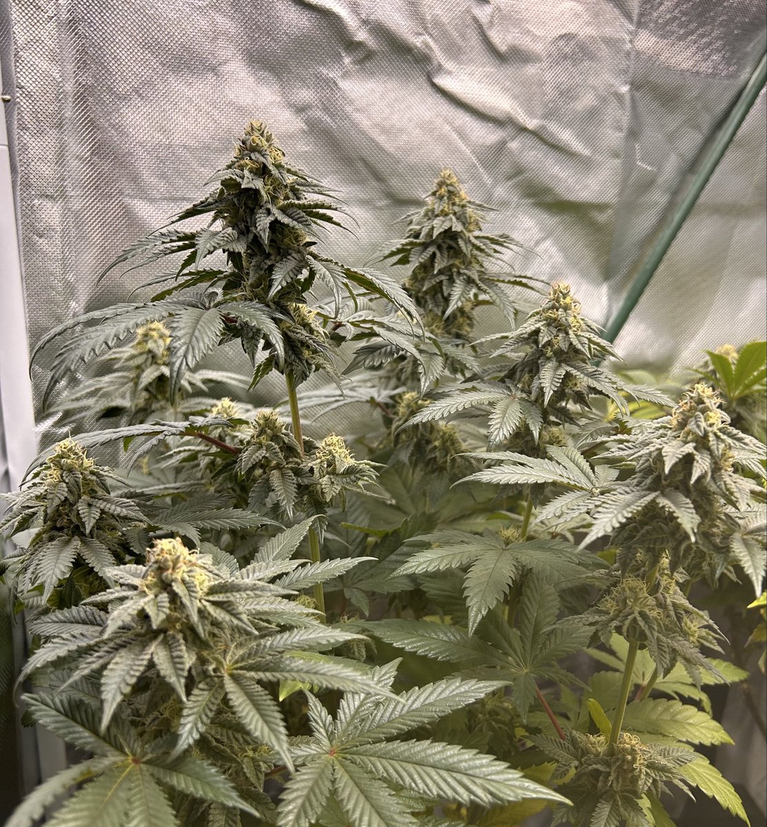 Cabin Early tweet media