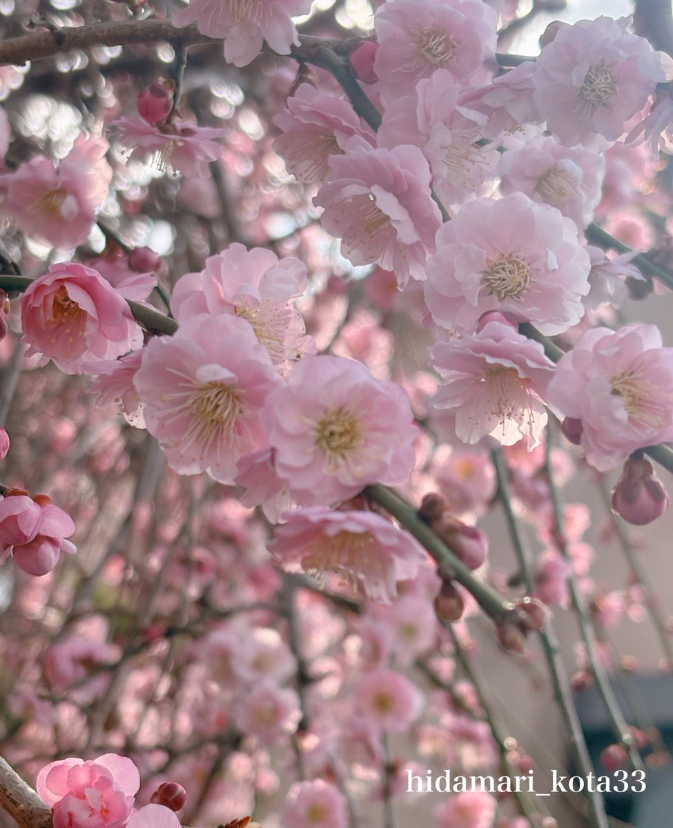 こたま tweet media