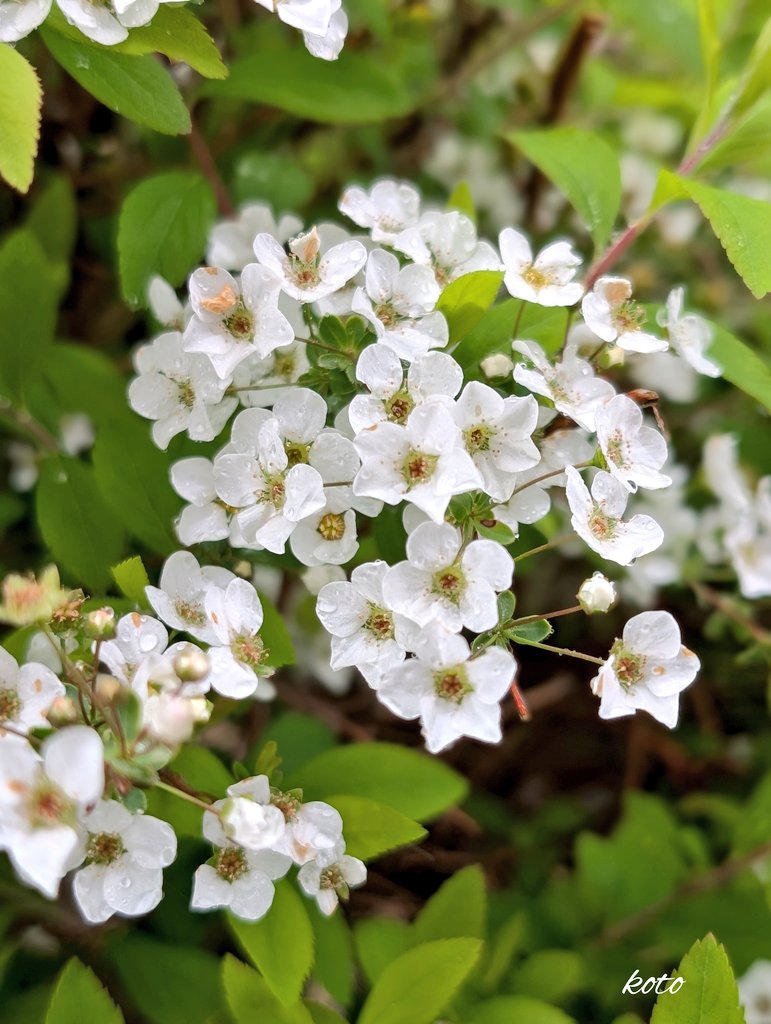 琴 ✧* tweet media