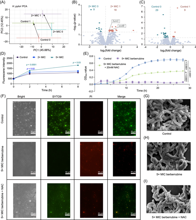 journal_mlife's tweet photo. New in #mLife!
Berberrubine is a potent inhibitor against Helicobacter pylori. It suppresses bacterial growth by inducing oxidative stress and disrupting membrane integrity, revealing a promising lead for new anti-H. pylori therapies.
🔗https://t.co/RRKaODrLl7 https://t.co/e5psoFRjig