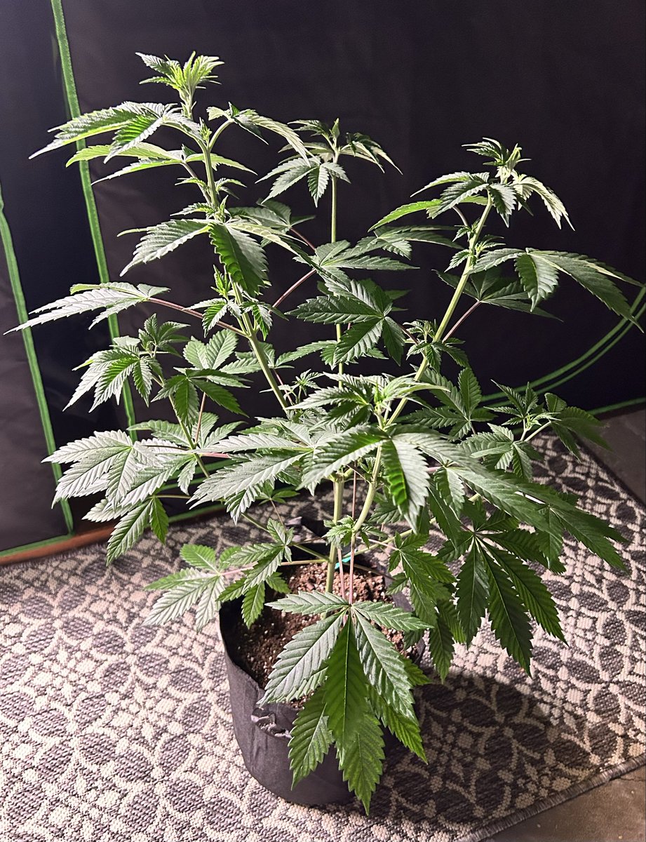 Cabin Early tweet media