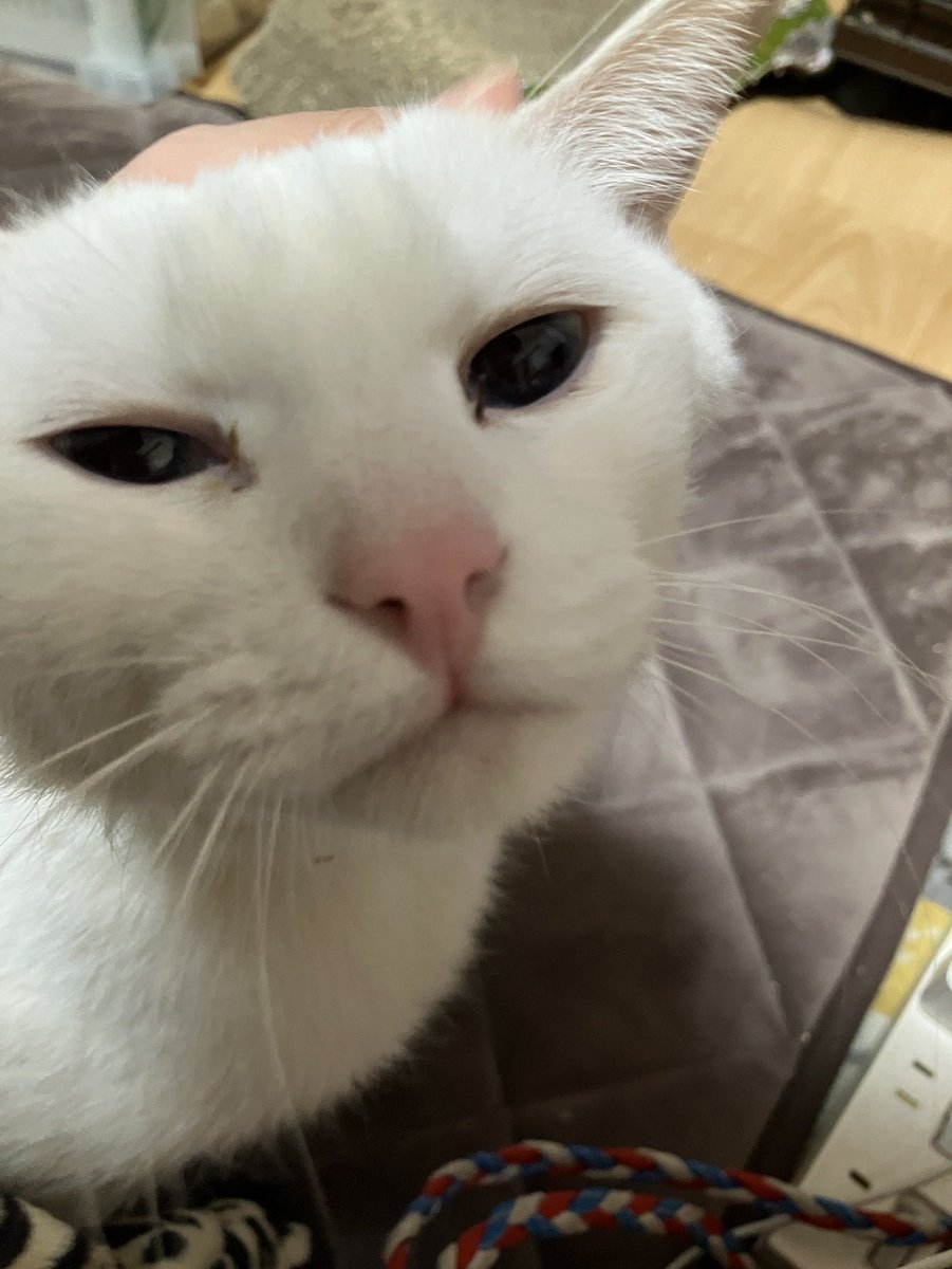 保護猫かふぇ かぎしっぽ 個人垢 tweet media