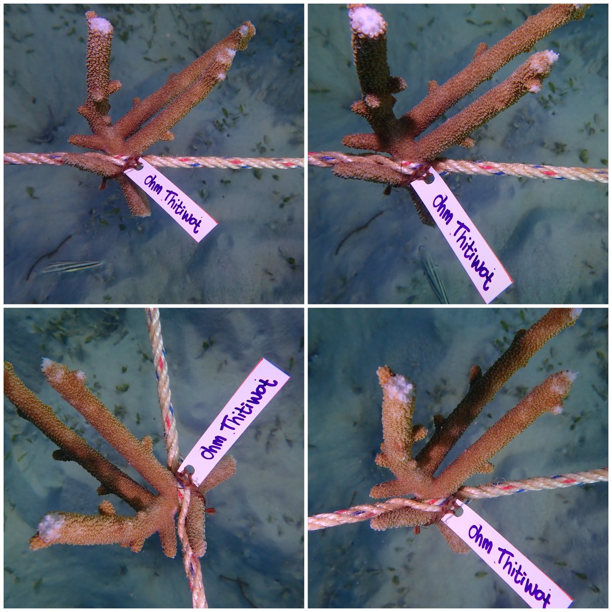 Red.Plum86 tweet media