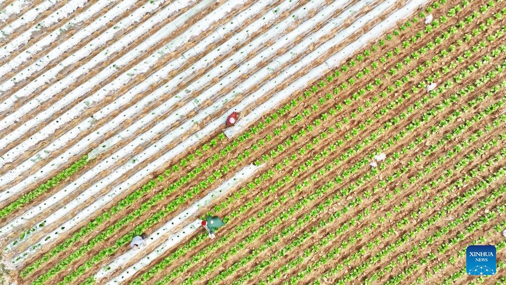 faxianshandong's tweet image. After the Spring Equinox, farmers across east China's Shandong Province seize the farming season to carry out spring plowing.🌱
(Source: Xinhua)