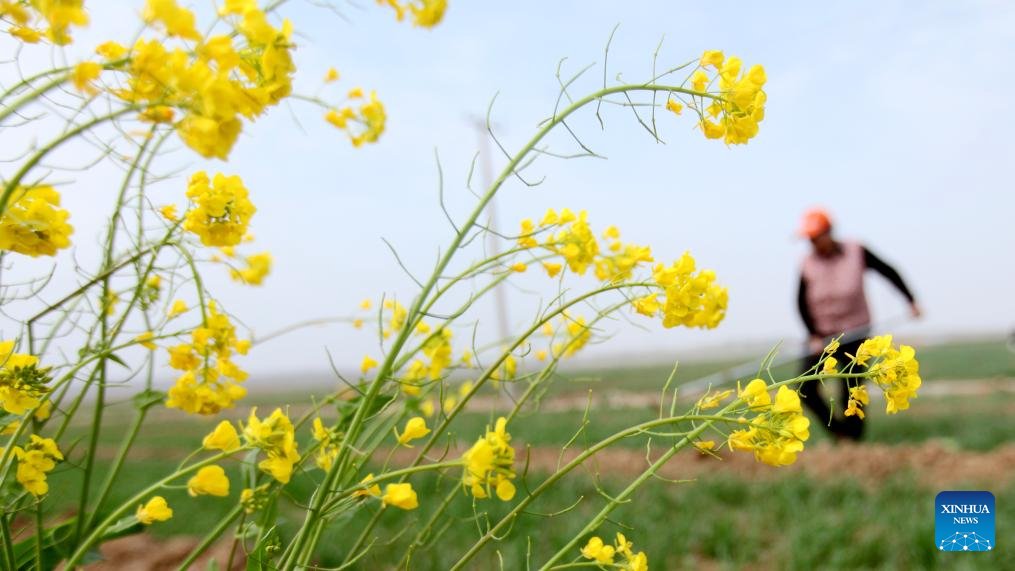 faxianshandong's tweet image. After the Spring Equinox, farmers across east China's Shandong Province seize the farming season to carry out spring plowing.🌱
(Source: Xinhua)