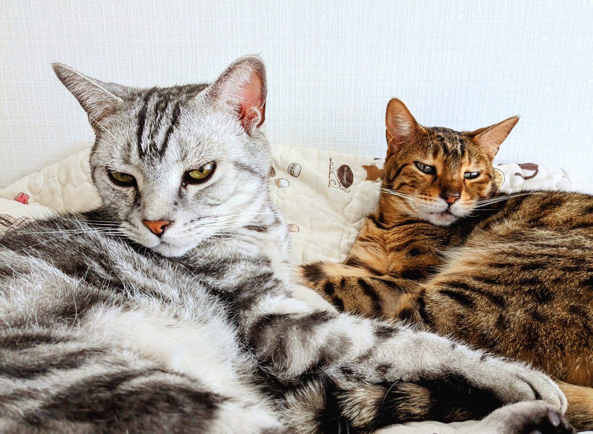 pinkseagull tweet media