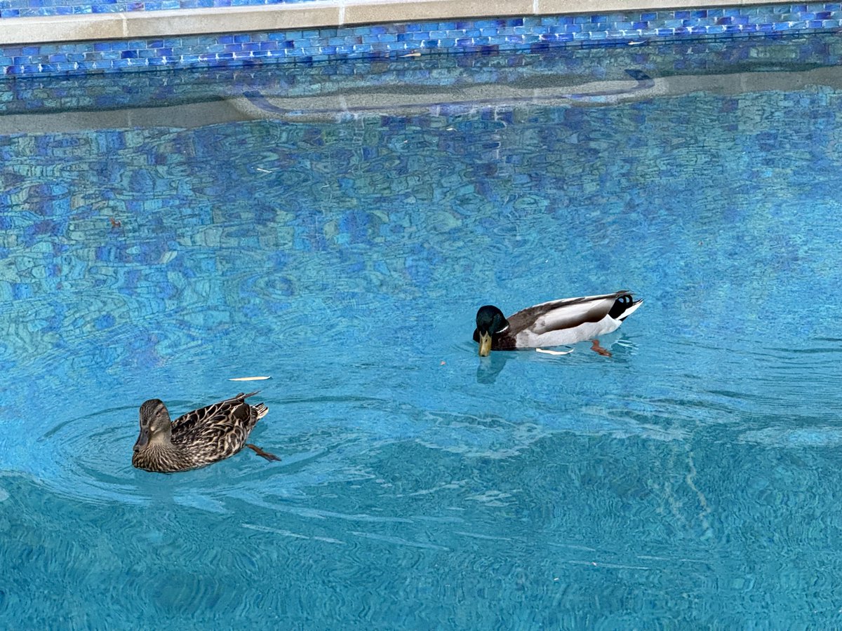 ChiChi Greenblatt tweet media