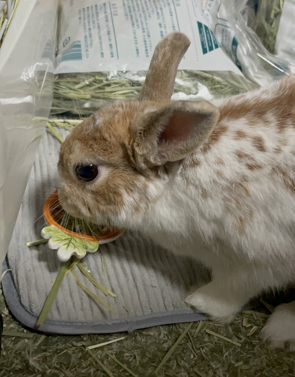 fuwamerry's tweet photo. こないだ 飼い主が フライングタイガーで うーちゃん🐰の おやつ用に にんじ��さん🥕の お皿を かってきたのフイ

かみさまキツネ🦊の キンさまチェックが入って、「うむ、良い皿だ」っていってたフイ

うーちゃん🐰は、おやつの イチゴのヘタを うれしそうに　たべてたフイよ☺️ https://t.co/QObRlvJyzT