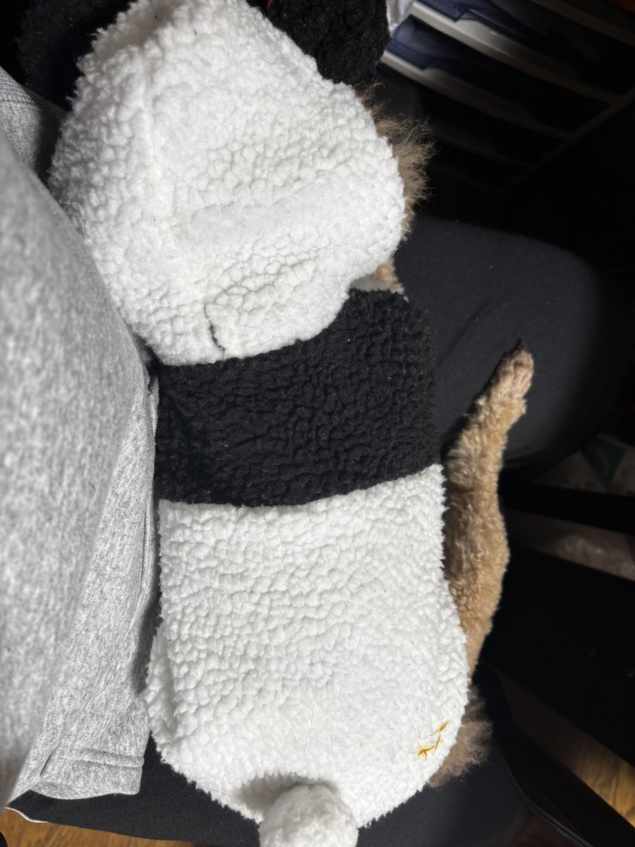 うみ🐩 tweet media