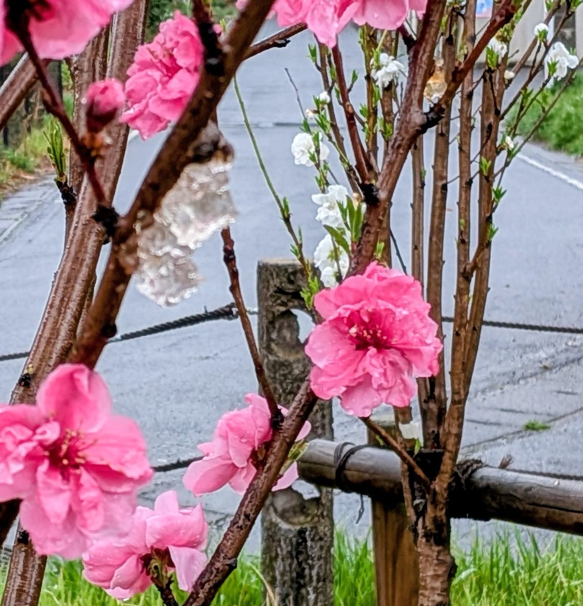 てつ子 tweet media