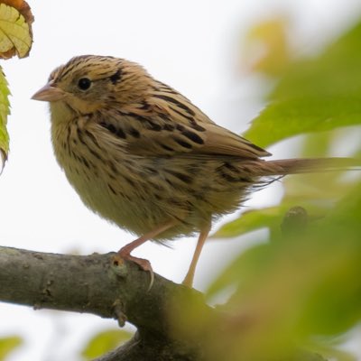 birds101 tweet media