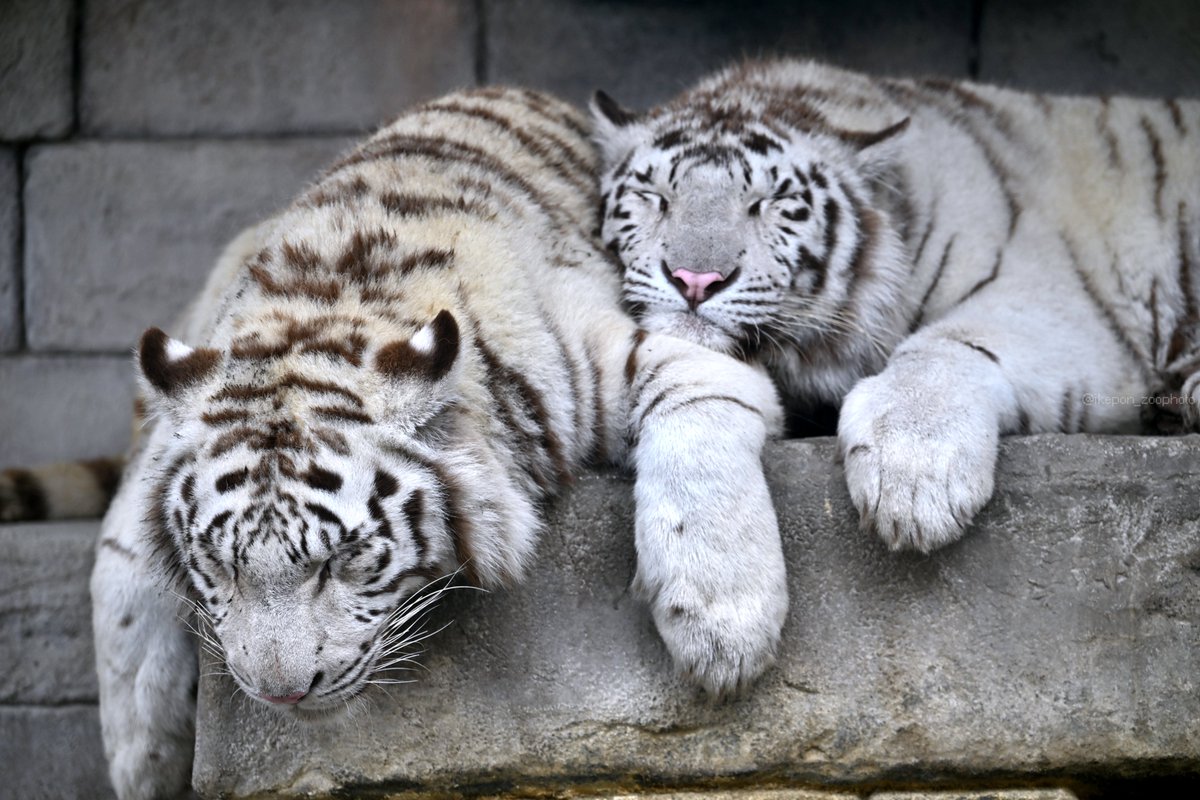 池ぽん(´･ω･｀) tweet media