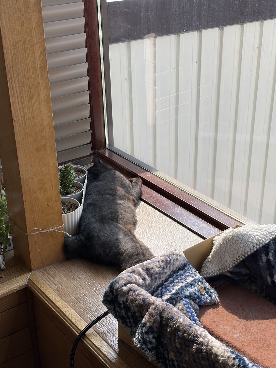 のむらパターソン tweet media