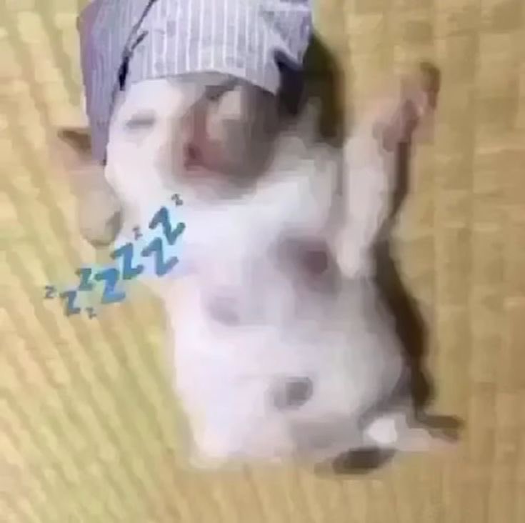 tofii | Enhypen is 7 tweet media