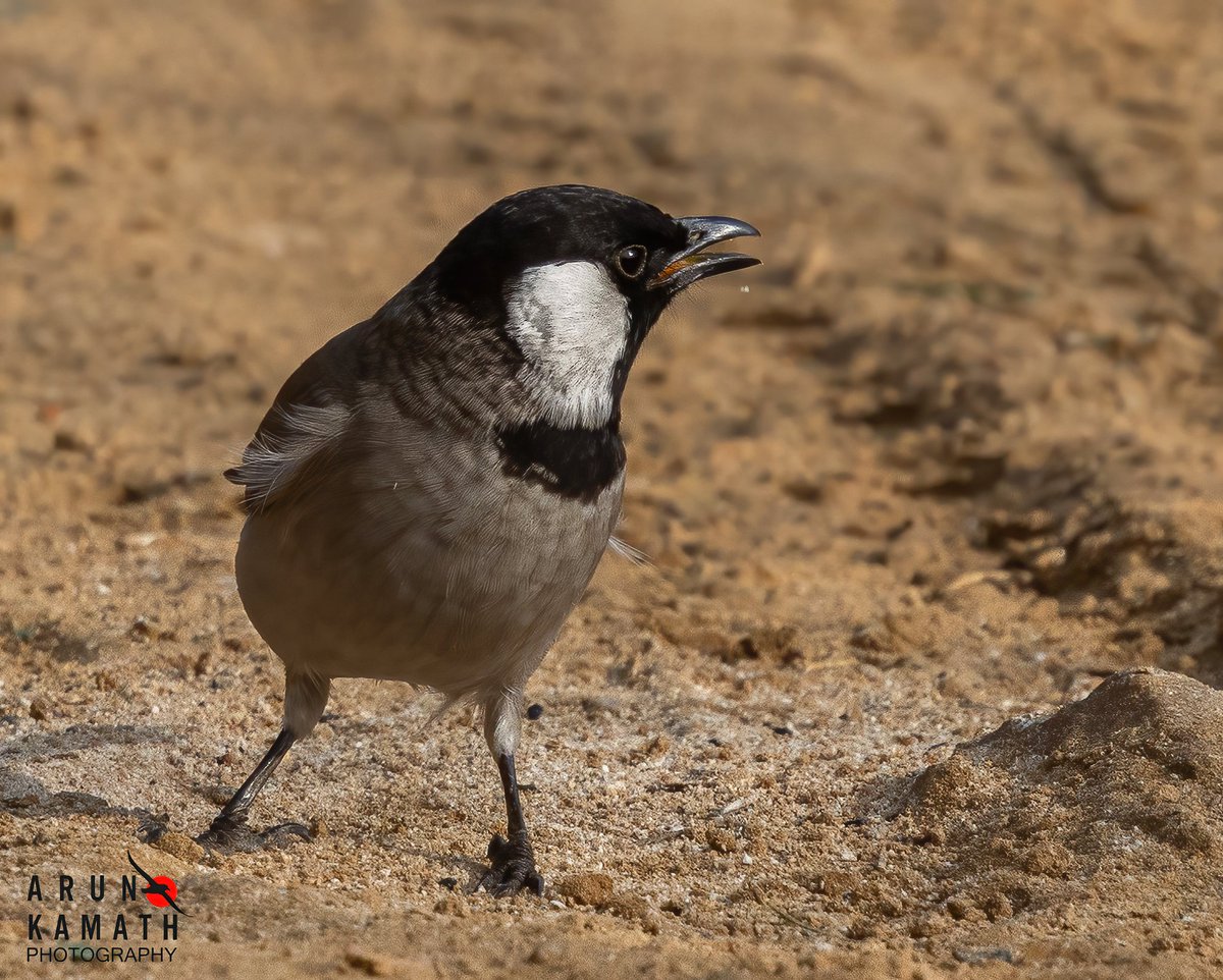 Arun Kamath🕊 tweet media